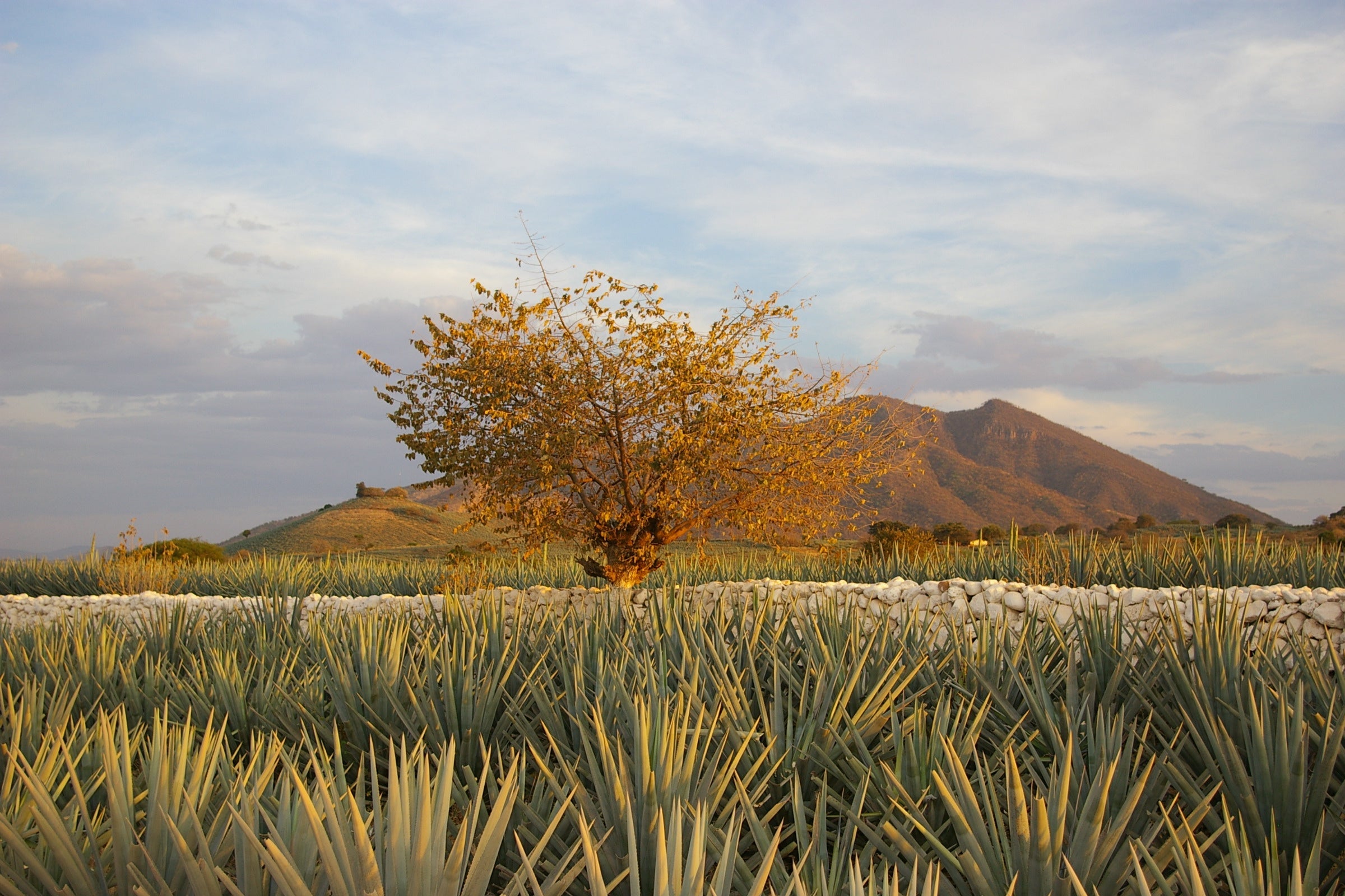 VALLES
